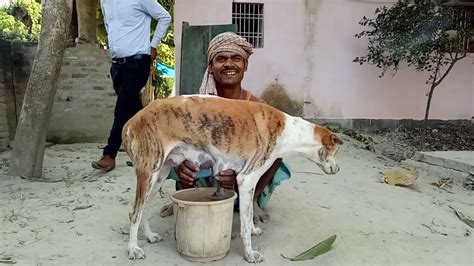 animals sucking human cock|Dog milks cock to orgasim and licks every drop .